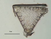Trigonium dobreeanum var novazealandiae